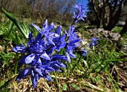 11 Fiori azzurri di Scilla bifolia
